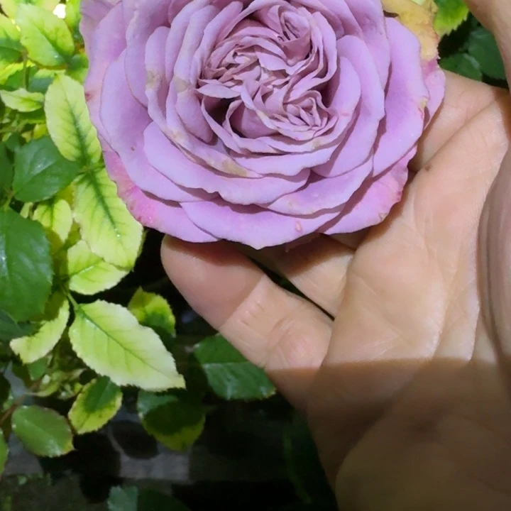 无花朵紫清根接小苗
