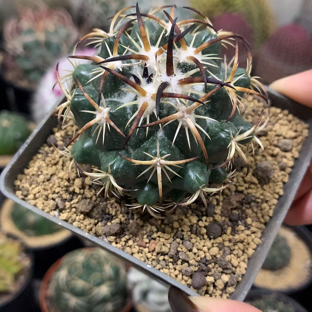 福利实生根钢钉仙人球