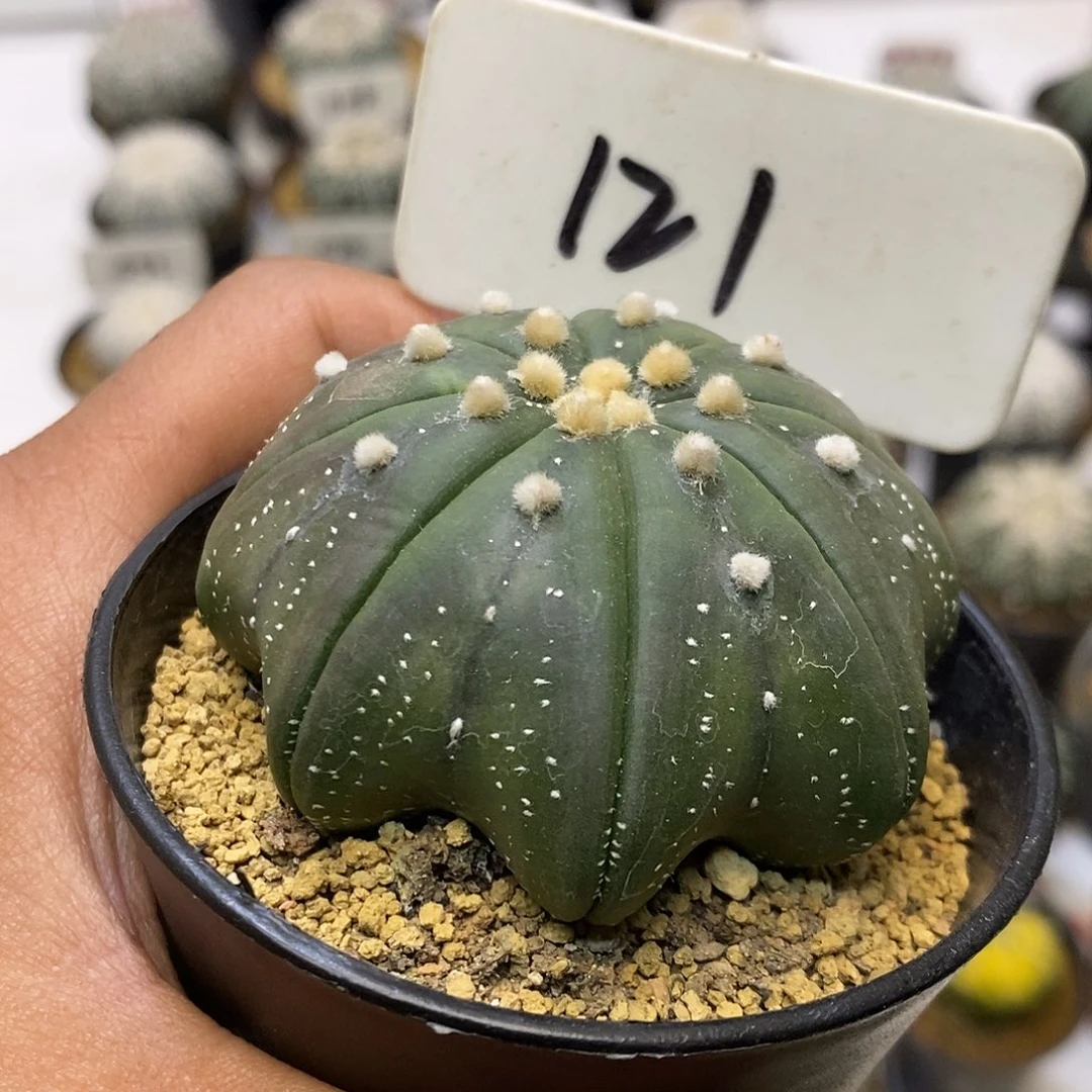 121福利特聚聚哦我要琉璃海星