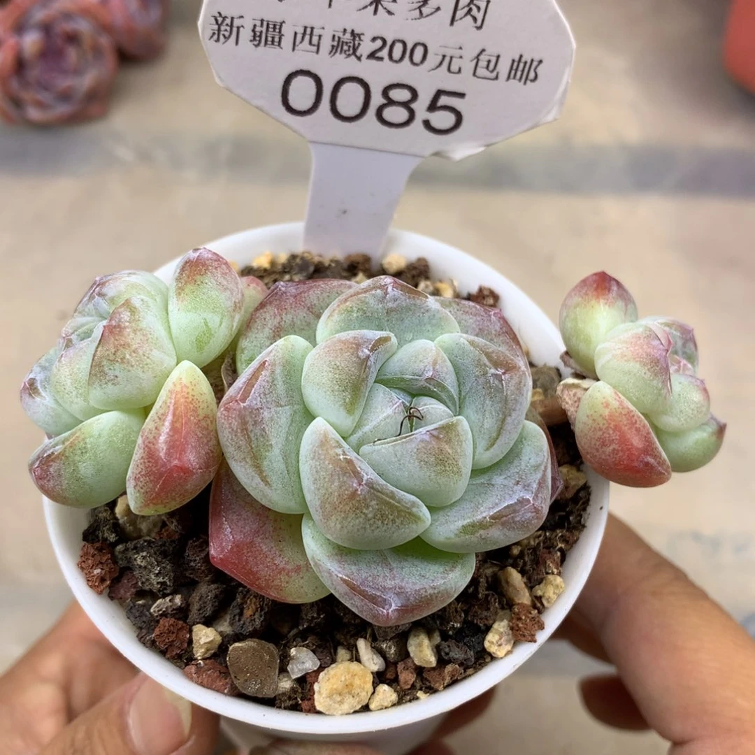 冰玉085/9cm3头多肉