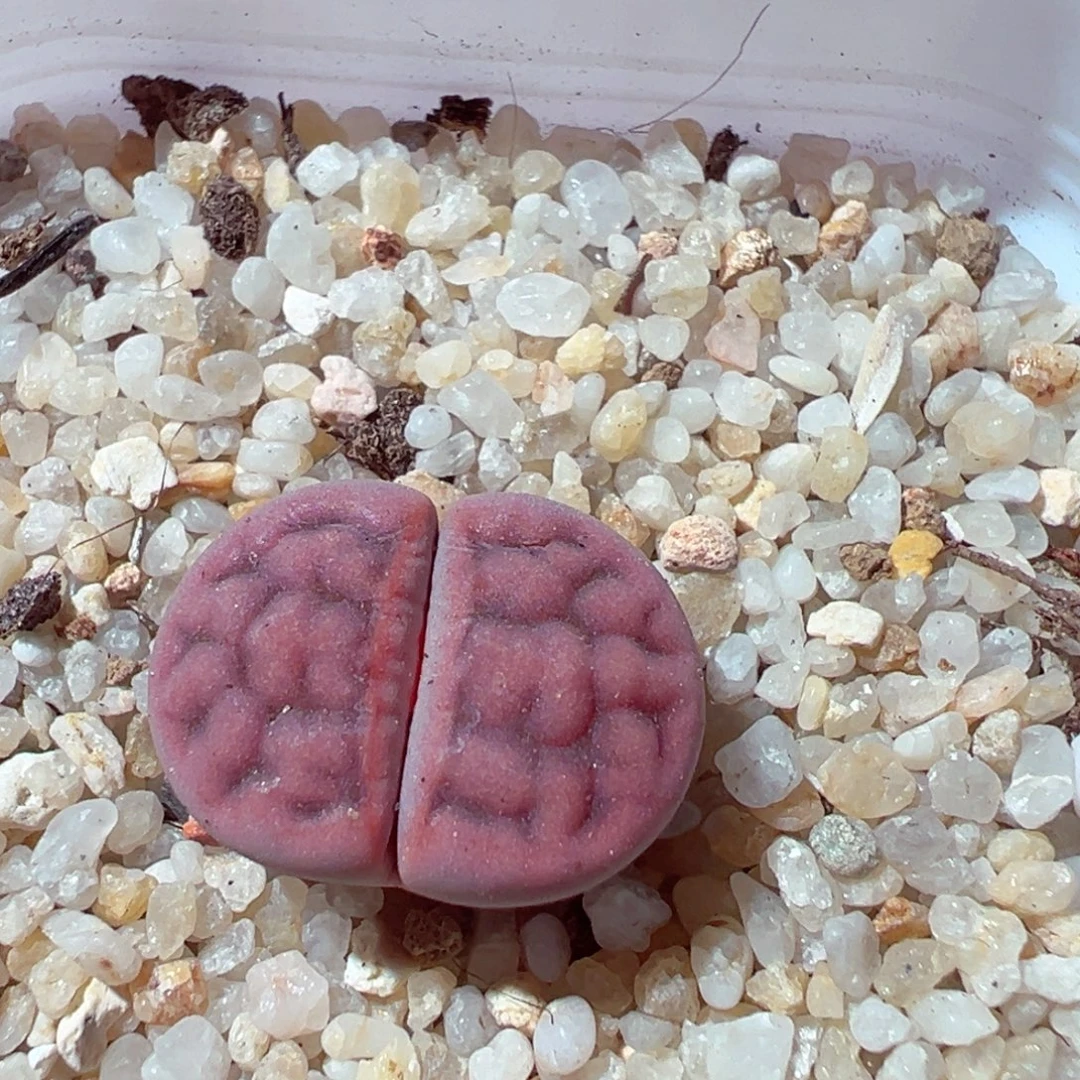 1124-274多肉多肉阿克玫瑰