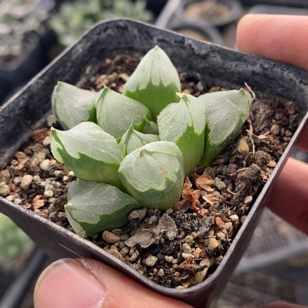 冰城三颗一组 超级福利