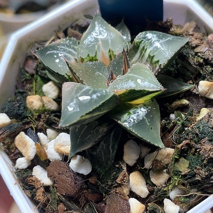 792酒吞锦特选福利