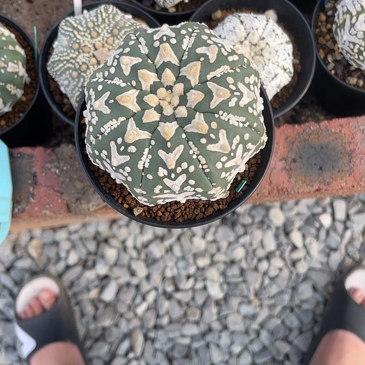 完全开放品*特价9 310