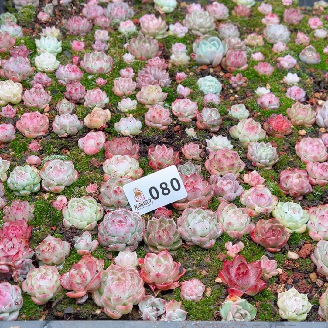 普***轩多肉植物多肉植物