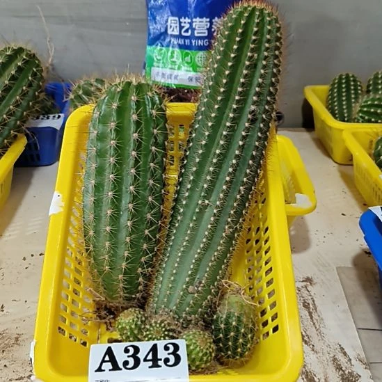 当前无花栽培后可以开花343