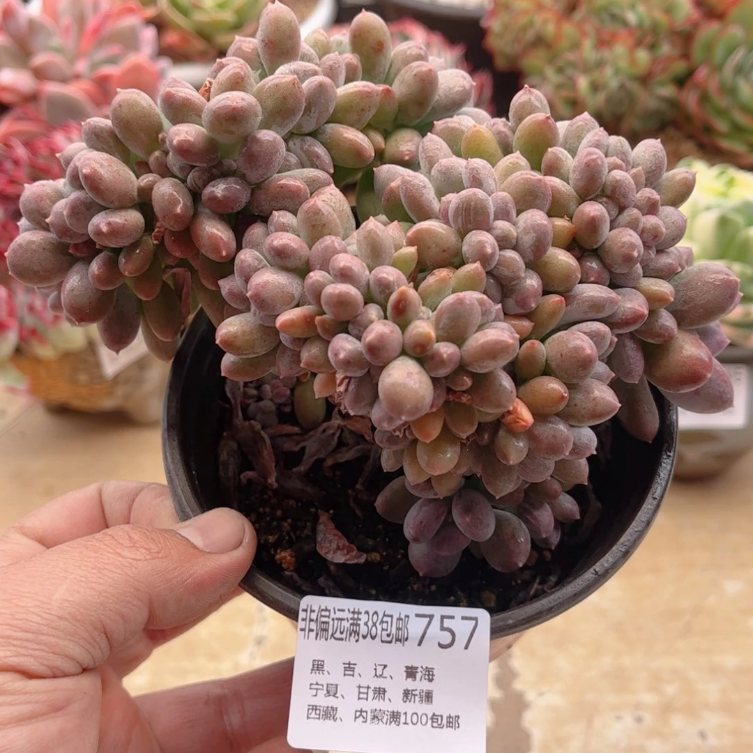 757白美人缀德华多肉