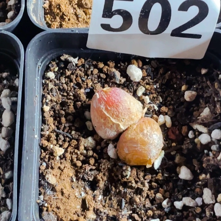 晶*娃502母本灯泡12颗l l l