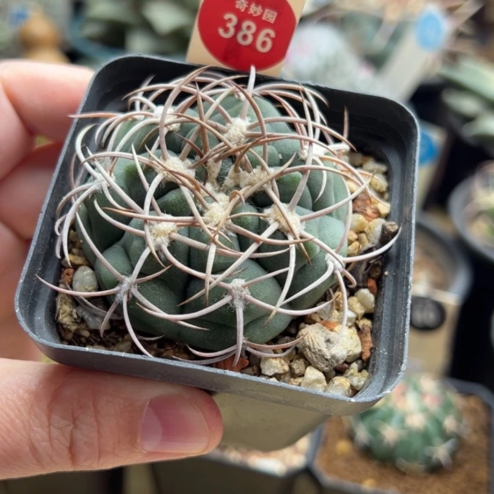 实生狂刺剑魔5.5cm一棵仙人球