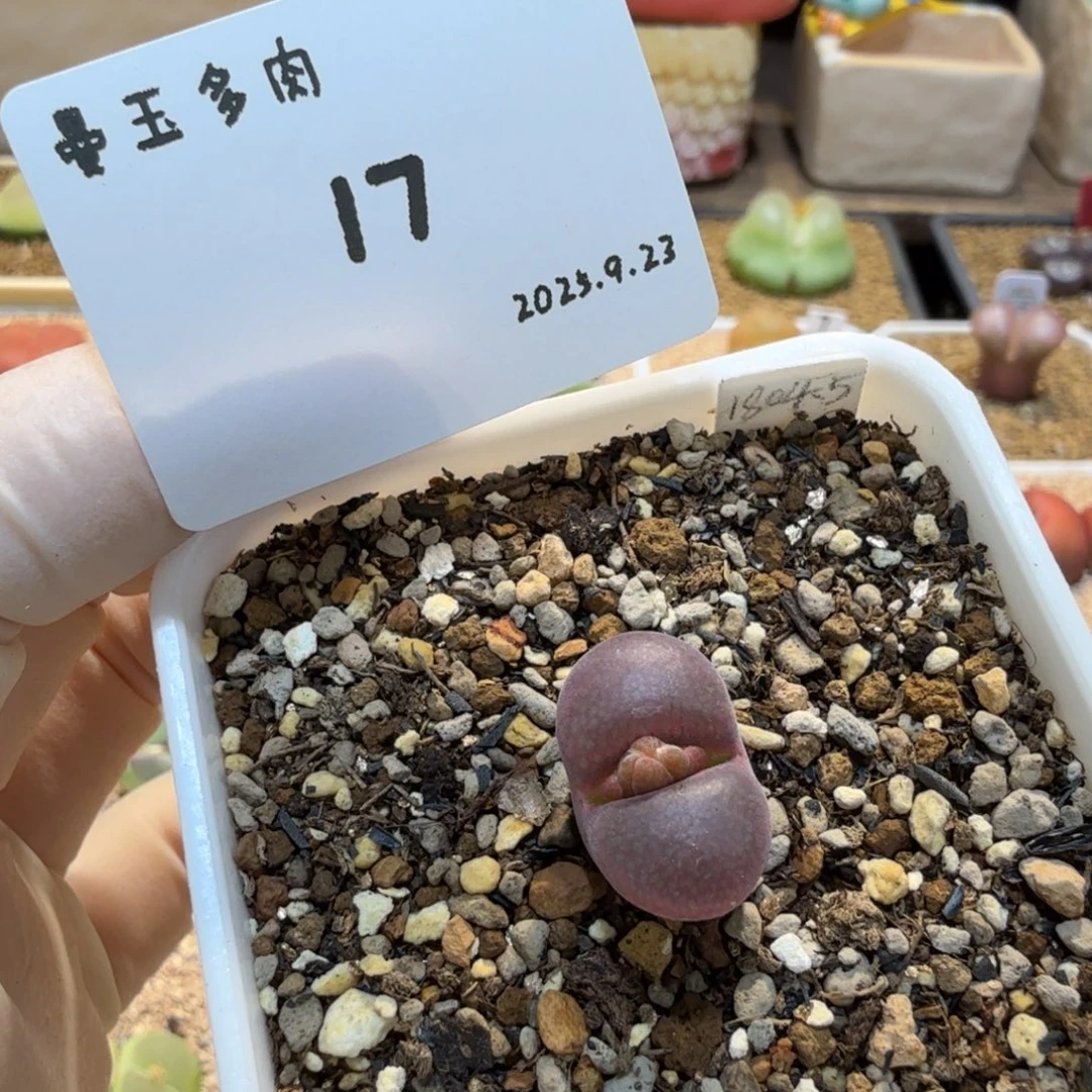 多肉多肉多肉9.23-07 白花1804.5