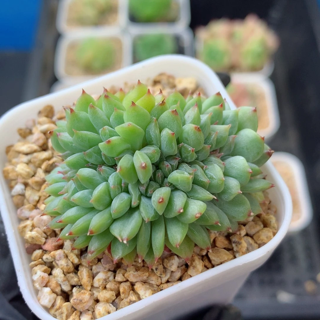 58包邮  群生不包整 196