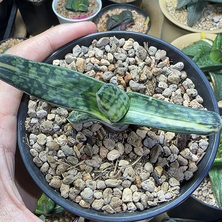 拉丝锦卧牛卧牛卧牛，发货不带盆