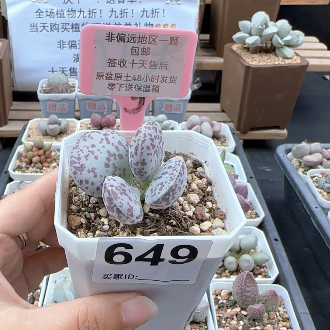 649花旦多肉植物