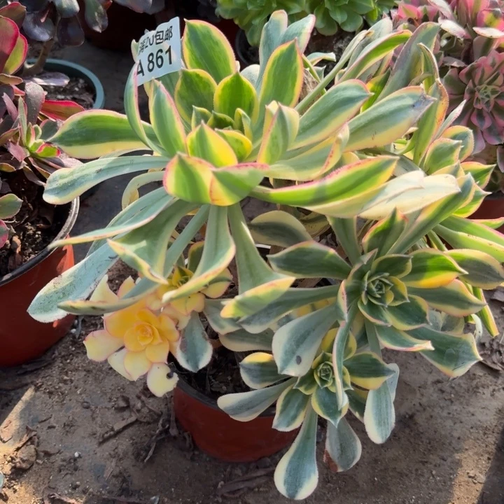 满20包邮，861灿烂叶子黑斑