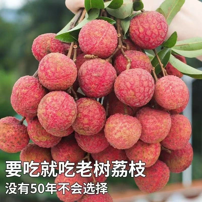 【生鲜专线】福建黑叶荔枝新鲜荔枝乌叶荔枝水果整箱5斤带枝发货