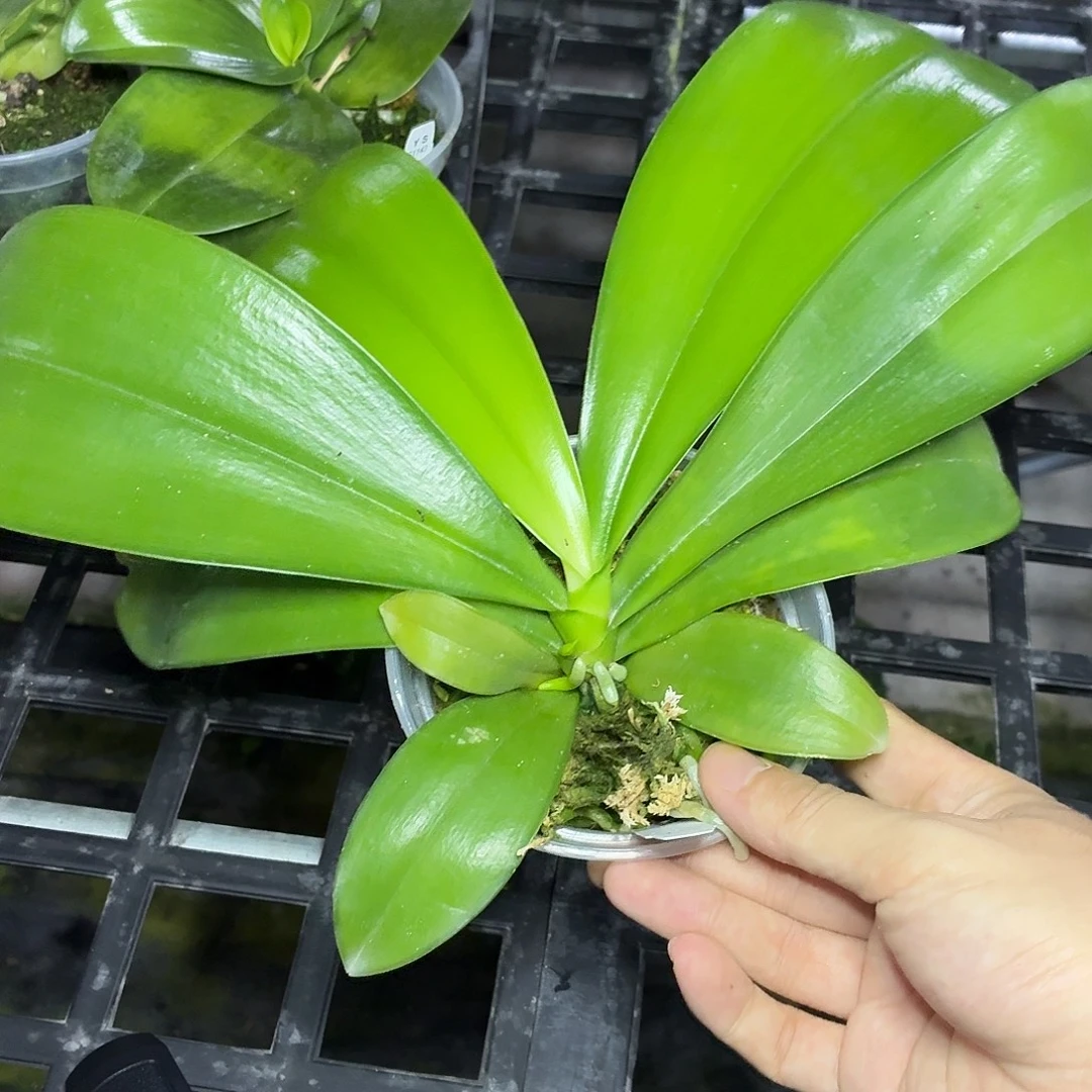 当前无花朵，栽培后可花朵A2187海底世界三寸超大颗花剑株