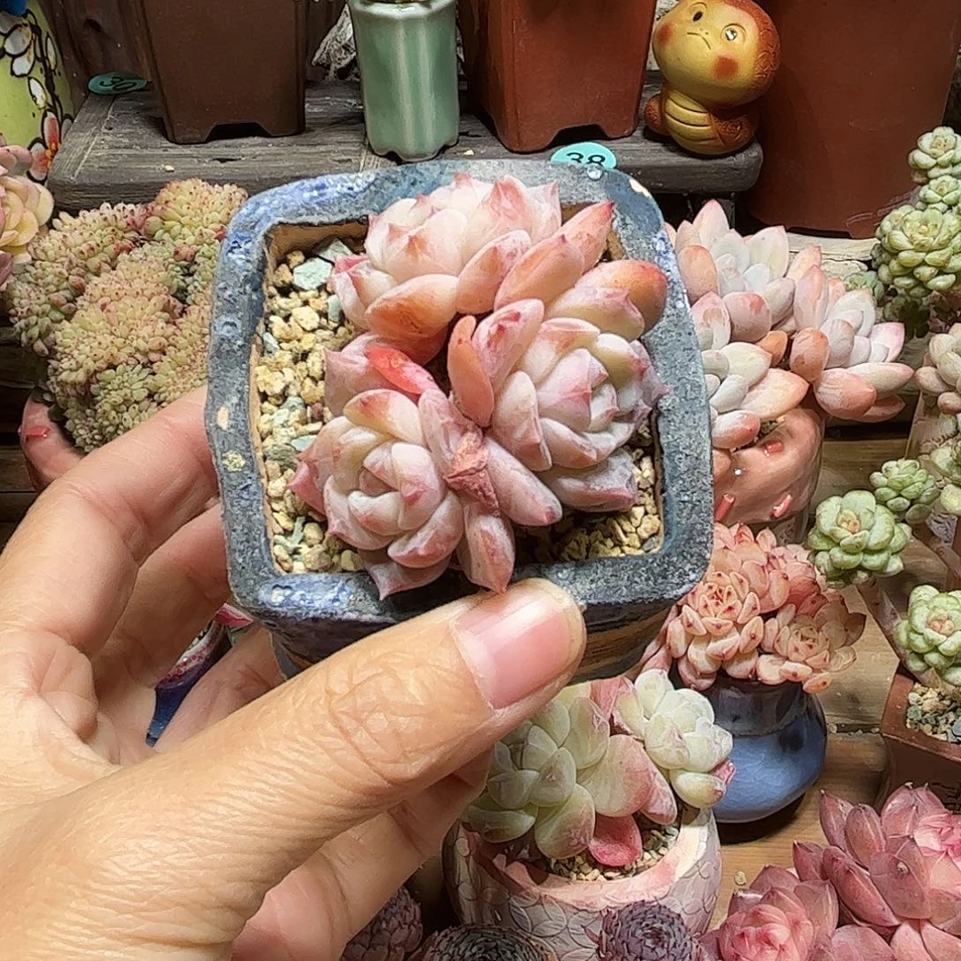 多肉含盆土 一物一拍