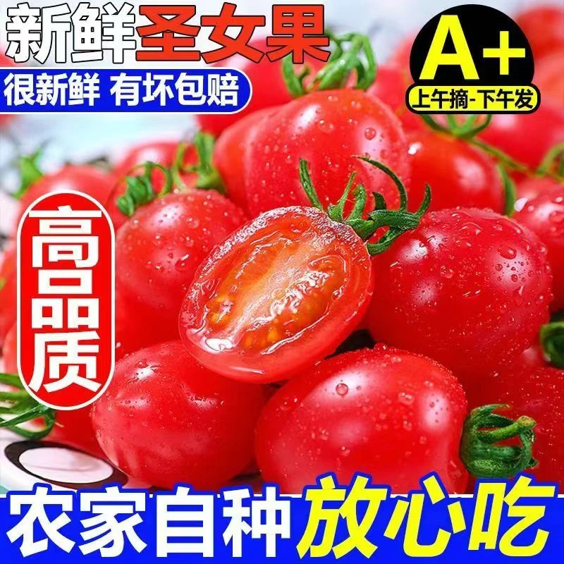 正宗广西百色圣女果新鲜好吃露天种植自然成熟圣女果圣女果小番茄