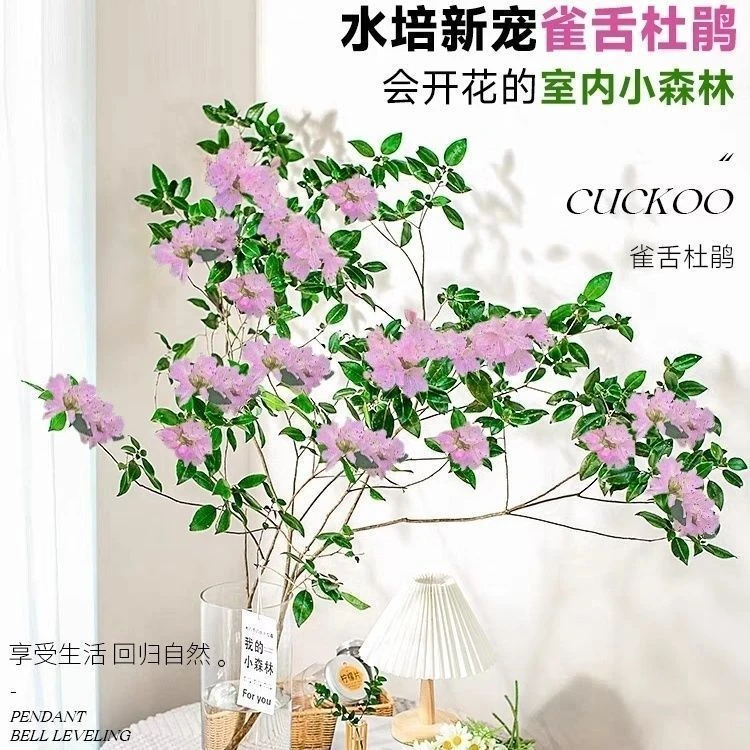 雀舌杜鹃开花吊钟马醉木平替鲜切枝水养绿植室内客厅装饰水培植物