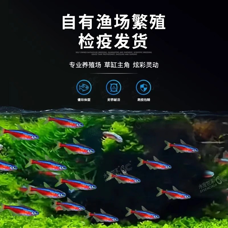 宝莲灯鱼淡水鱼热带鱼小型灯科鱼活体观赏鱼