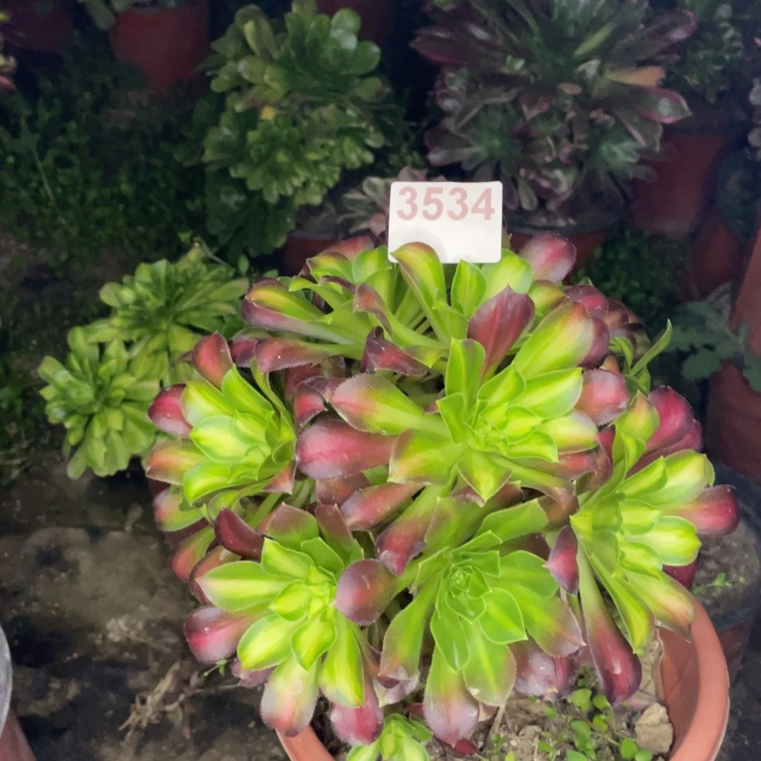 L*C3534少华奖品……