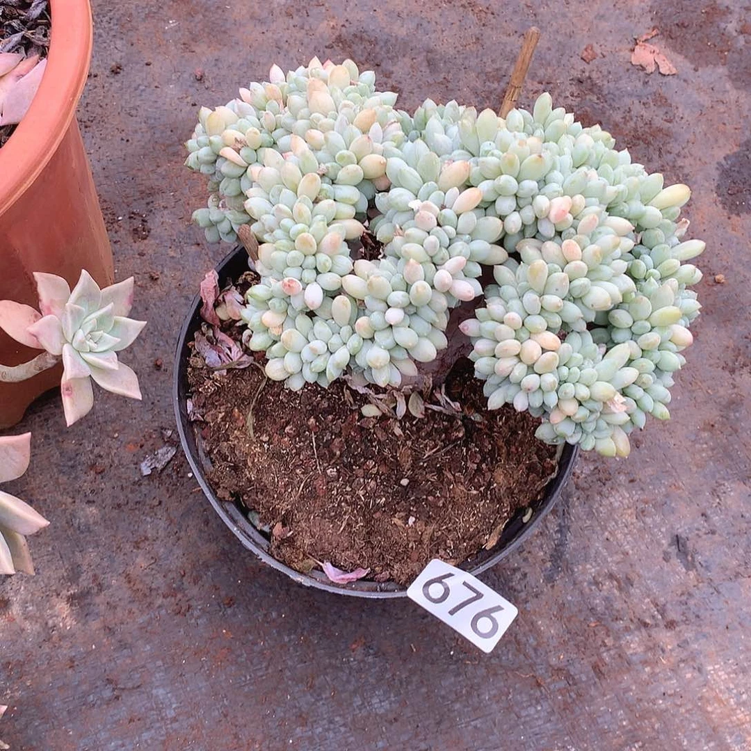 676美人缀 一物一拍多肉