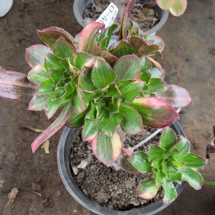 405魅影七彩嫁接有砍多肉123446789