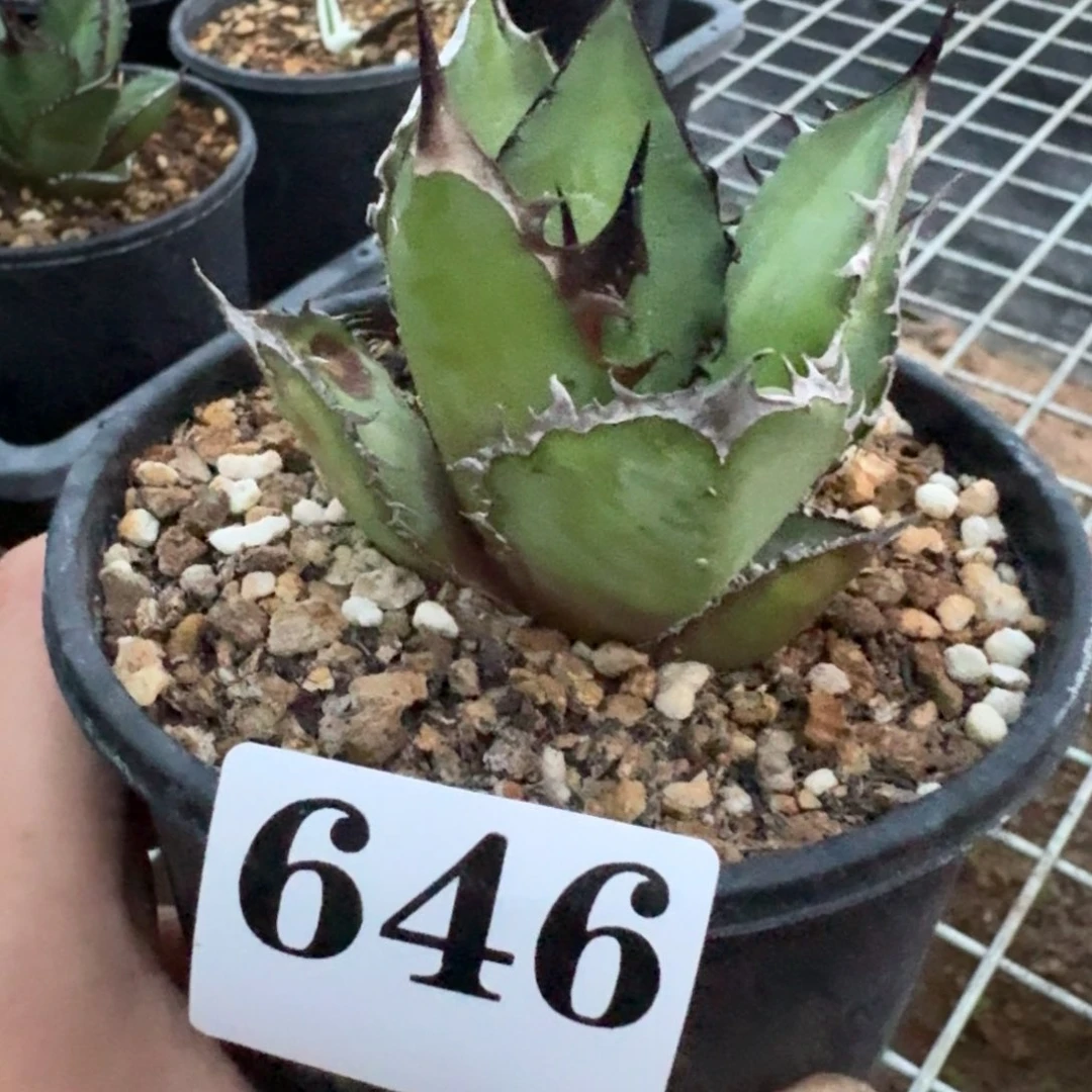 黑火焰仁王冠多肉植物