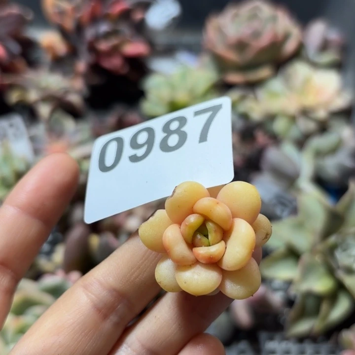 葡萄锦肉植物满18包邮当场凑单