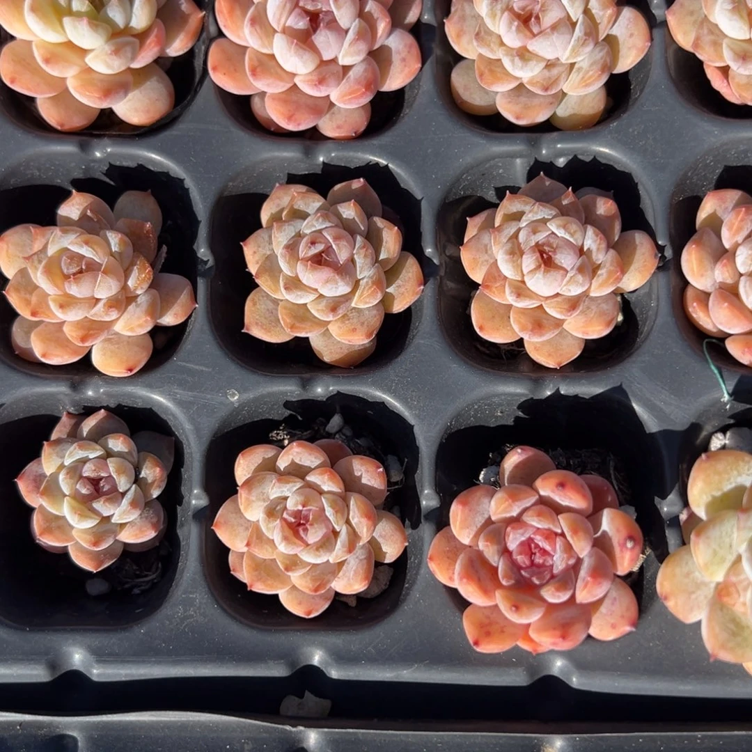 冰葡萄2.5cm到手5颗量拍多肉满18元包邮下午发货