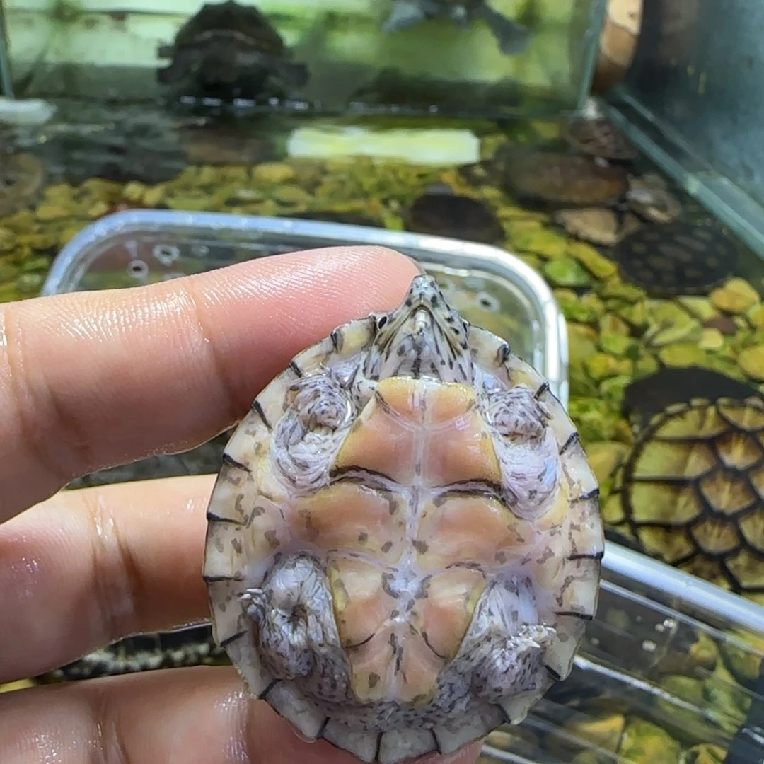 不分公母宠物龟剃刀