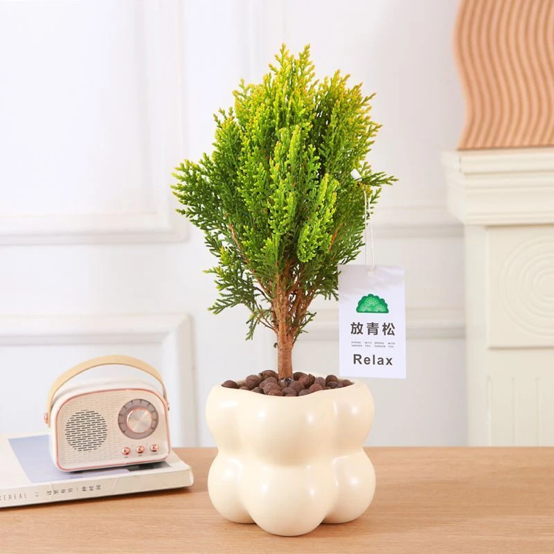 放青松洒金柏绿植桌面防辐射盆栽净化空气植物四季长青圣诞北欧风