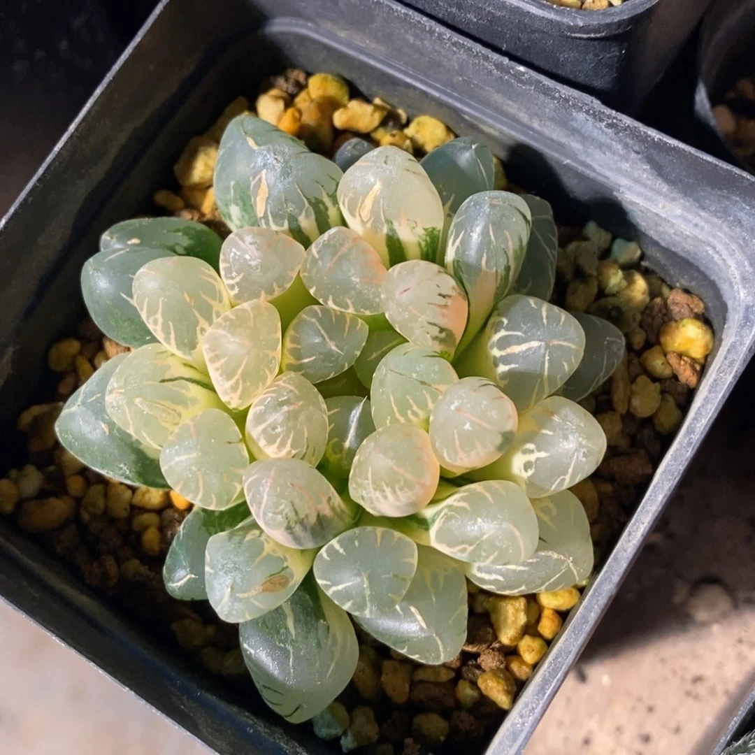 一颗实生糊斑玉露锦 特价
