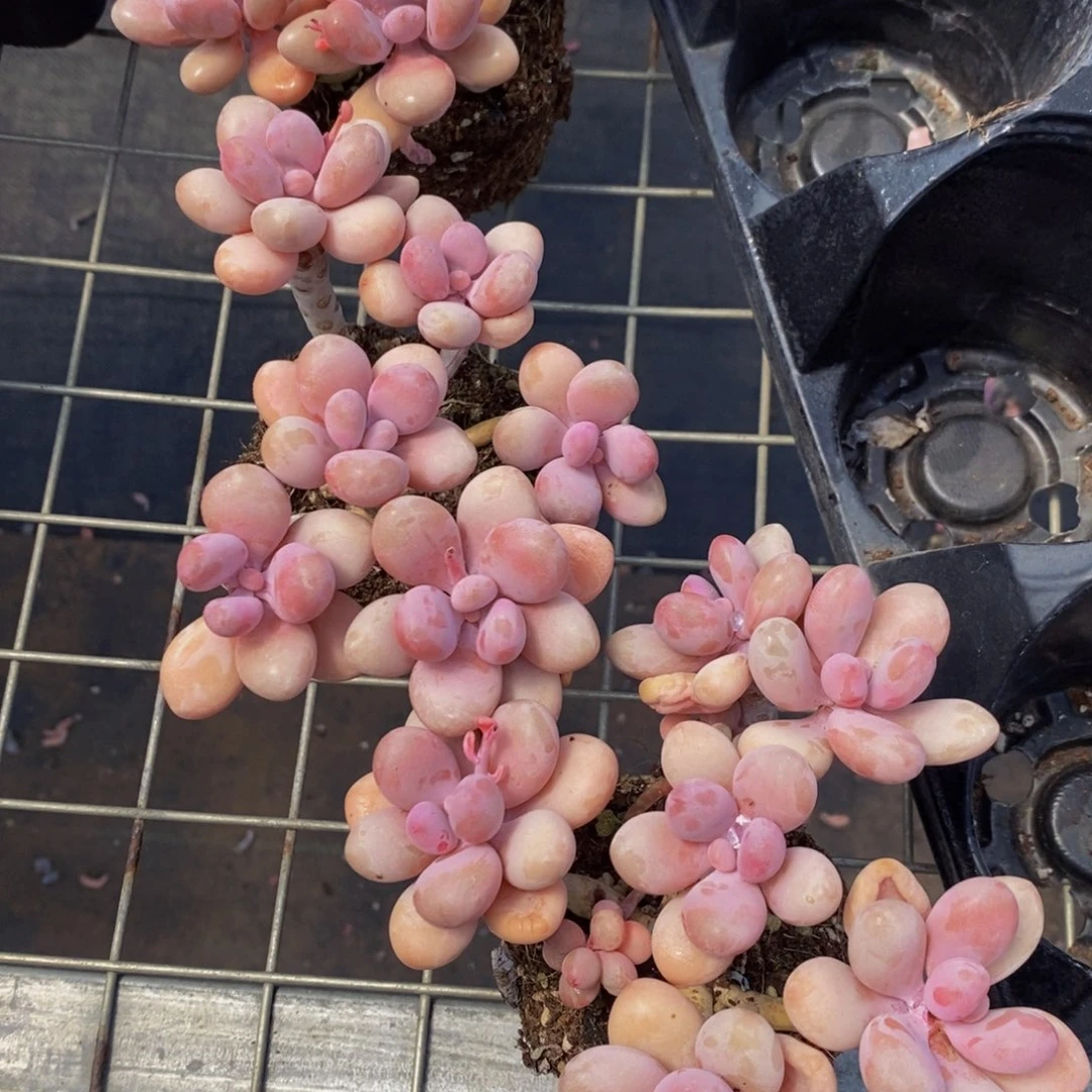 精品A级亚美粉黛桃蛋六头大群一个