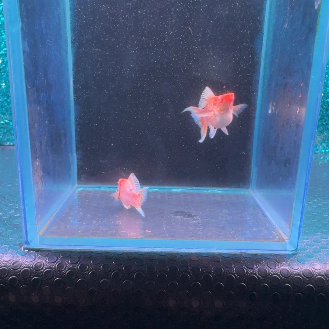 黑玛丽鱼607号玛丽2条