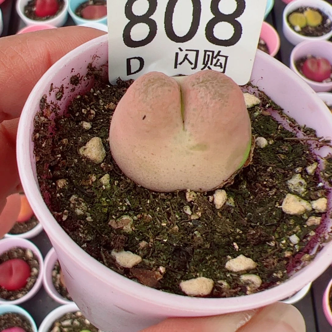 无花朵R***x我很喜欢这个D808