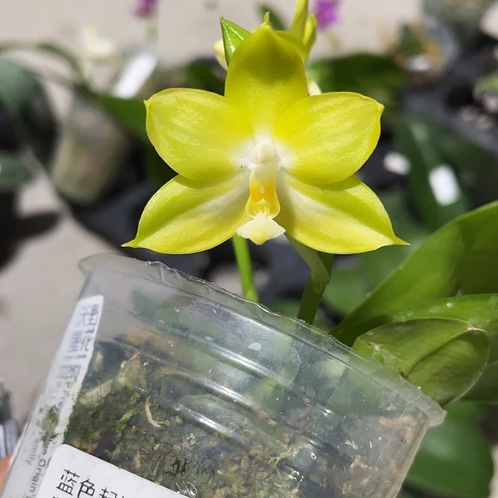 完全开放青柠檬果汁32263沃野荧花 带花双花剑