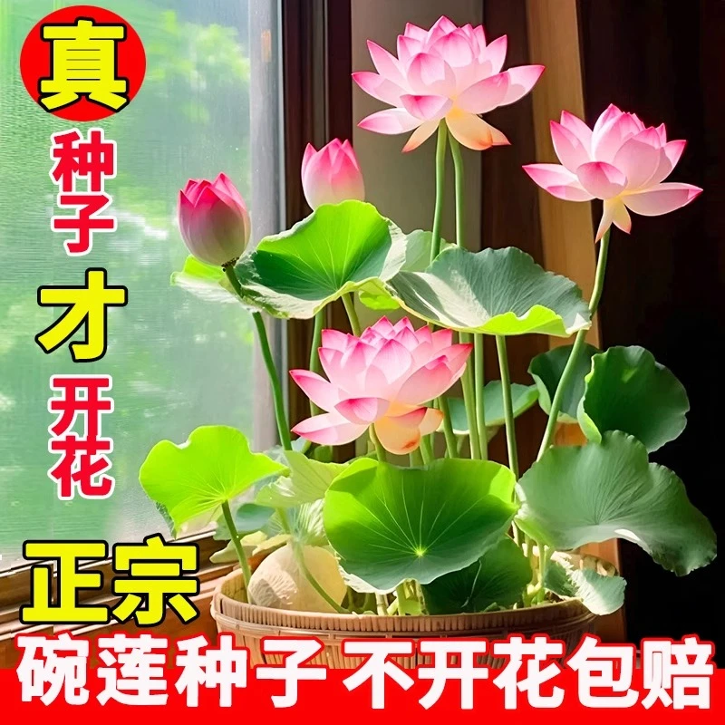 碗莲种子四季水培植物花卉荷花盆栽水养四季莲花种籽子室内外花卉