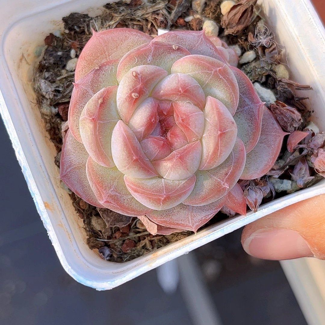 166  新品珍妮 满18包邮