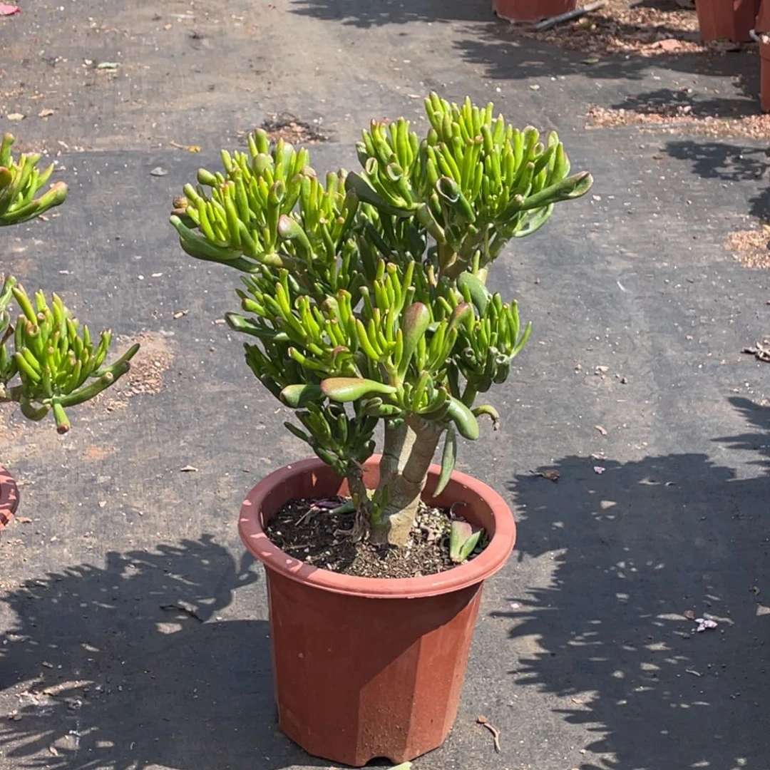 4年吸财树好看好养