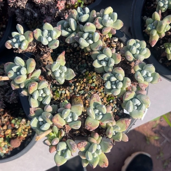 格瑞内拇指～一物一拍1118