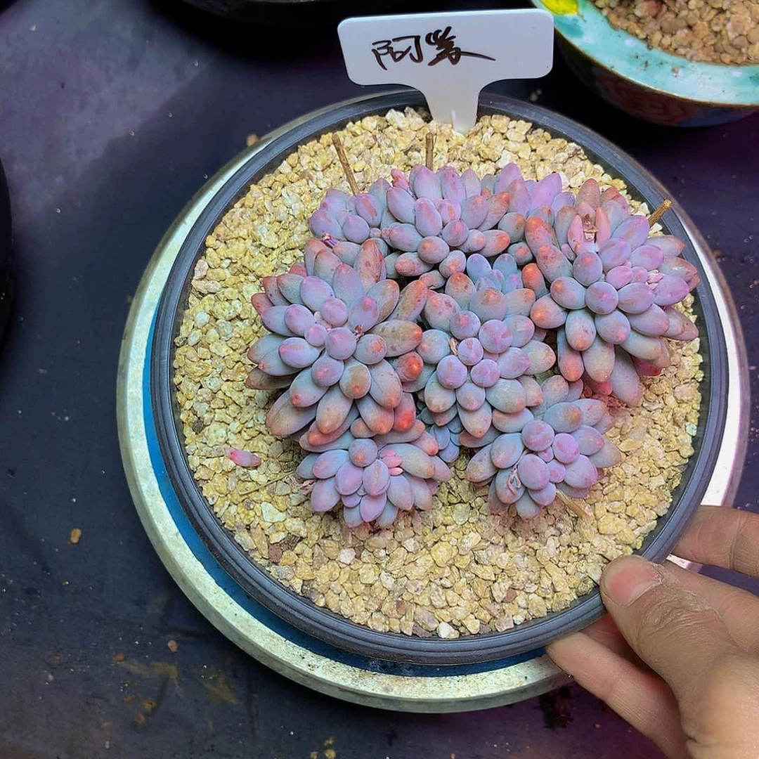 是***！哈哈哈哈哈哈哈哈哈哈