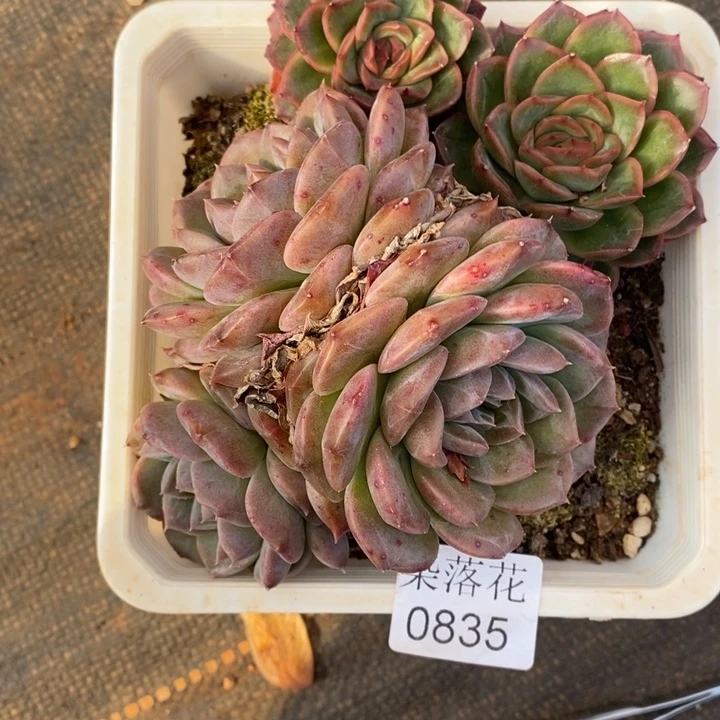 S***o精品多肉植物0835散