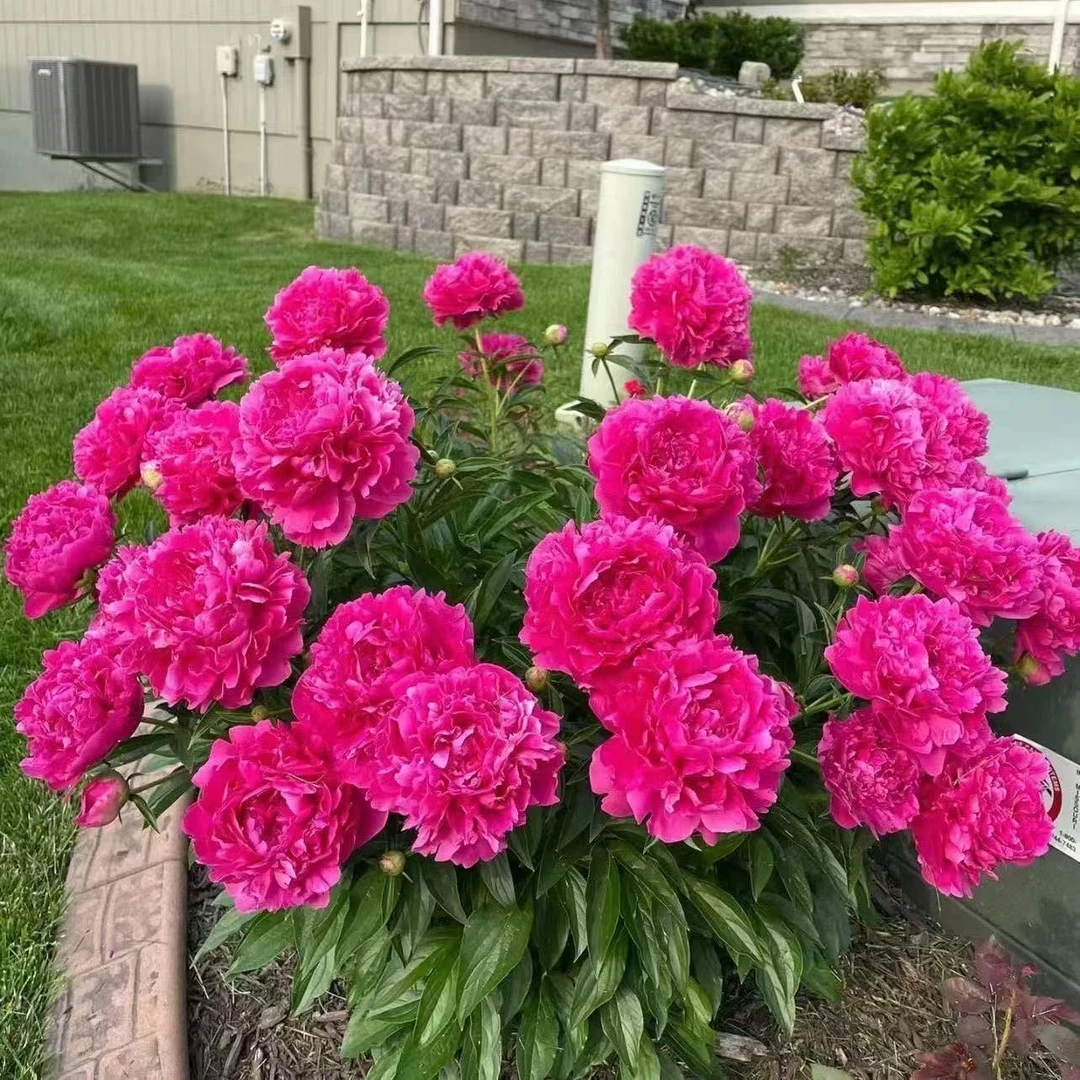 芍药【红心索洛诺】红色系千层大花型芍药花 原棵基地直发