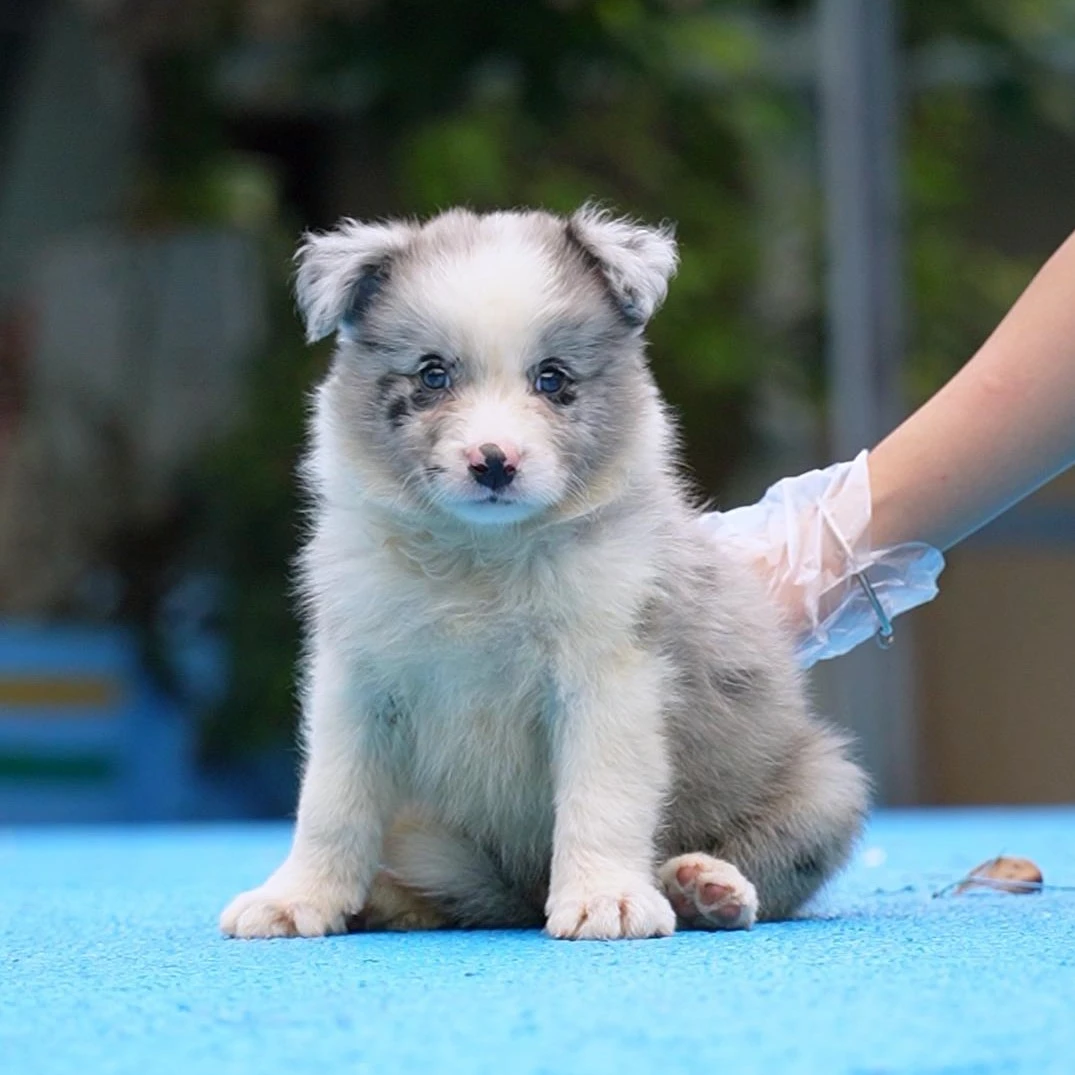0828拍摄18号陨石边牧狗狗幼犬宠物弟弟①9.2