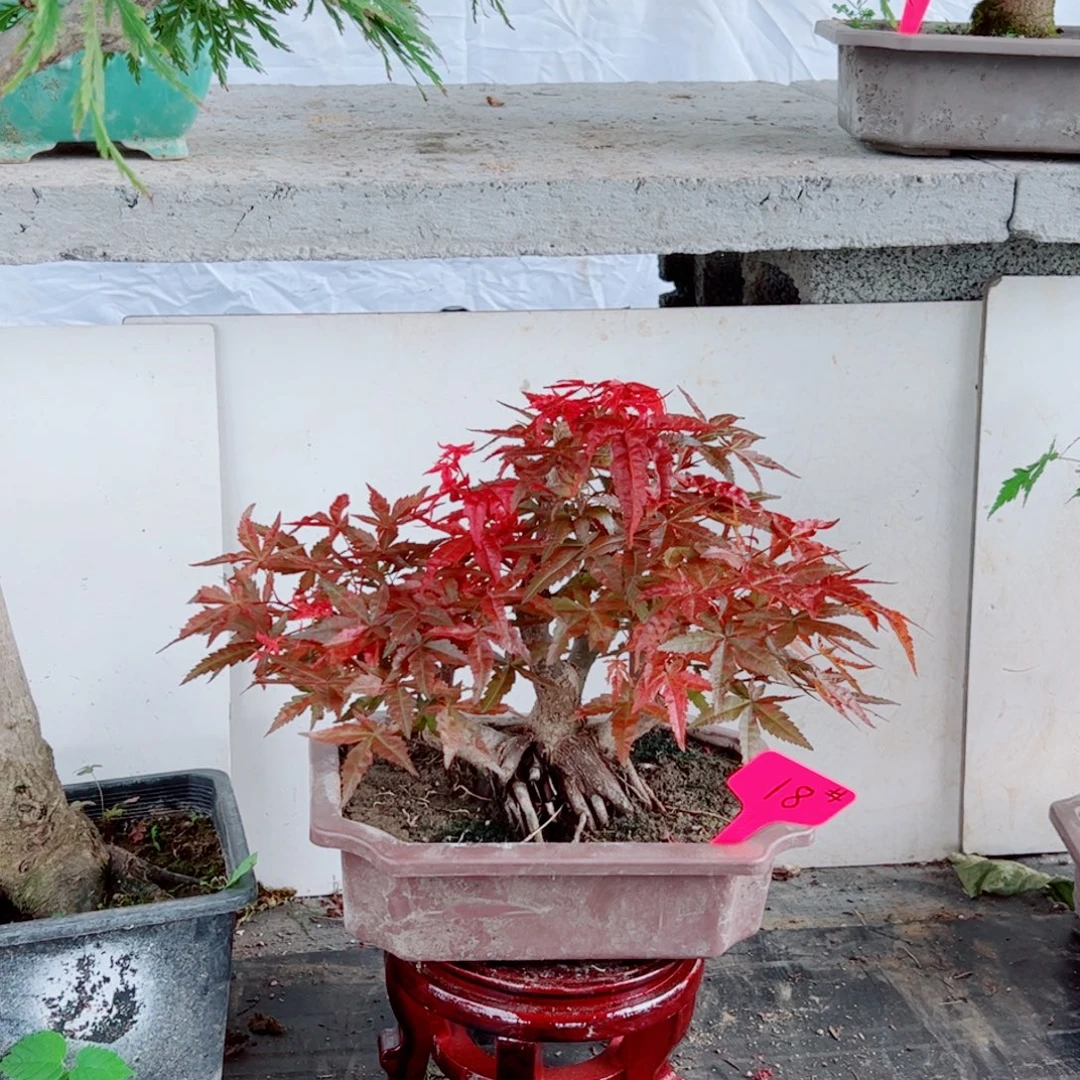 小***1无花朵枫树……枫树
