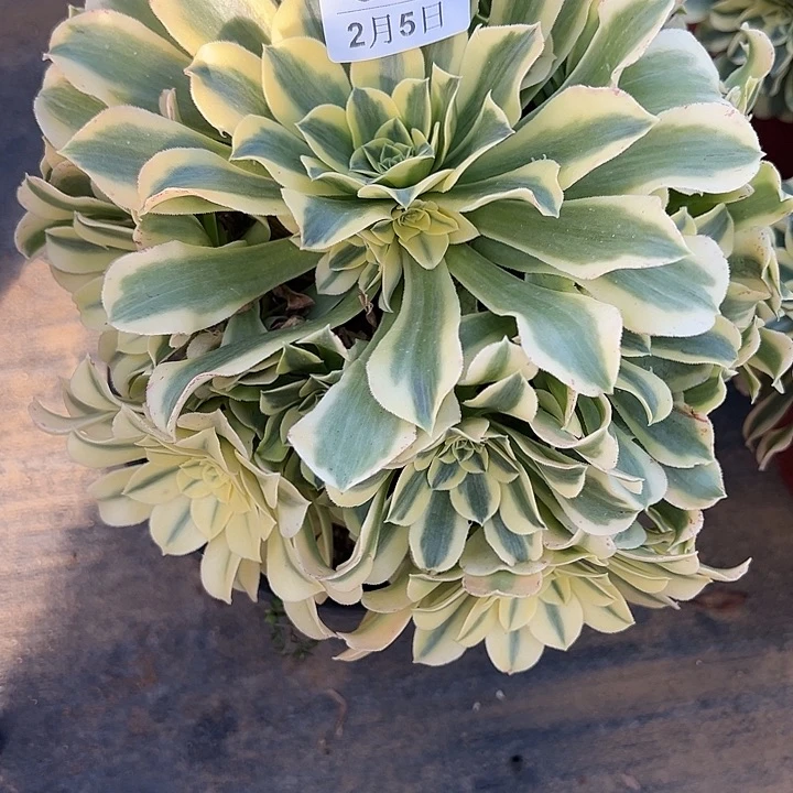 2.5-20绿豆沙多肉