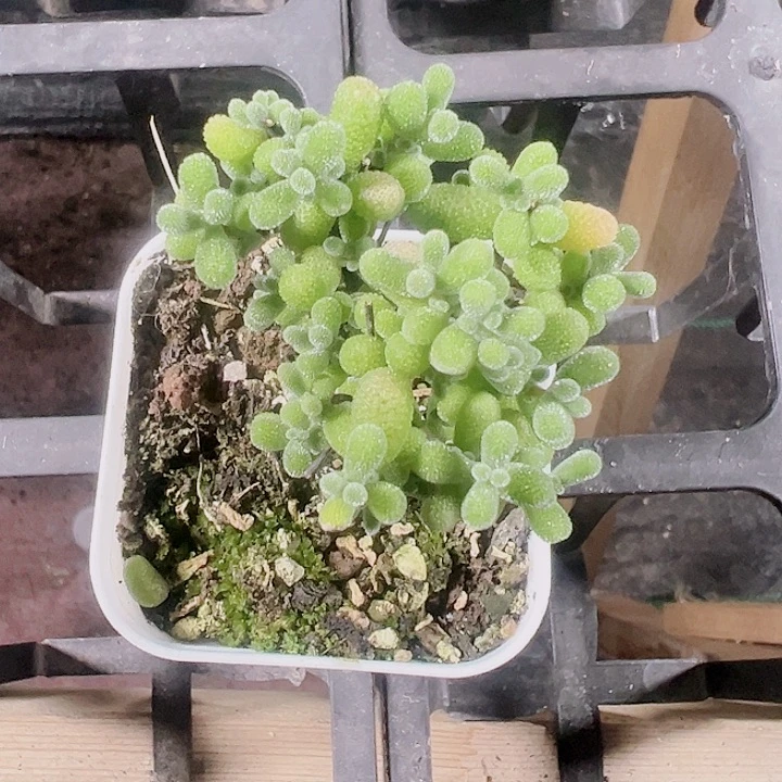 翡翠精品多肉植物