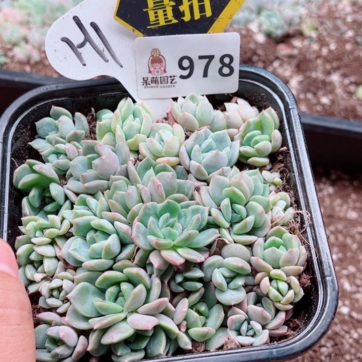 多肉植物多肉植物