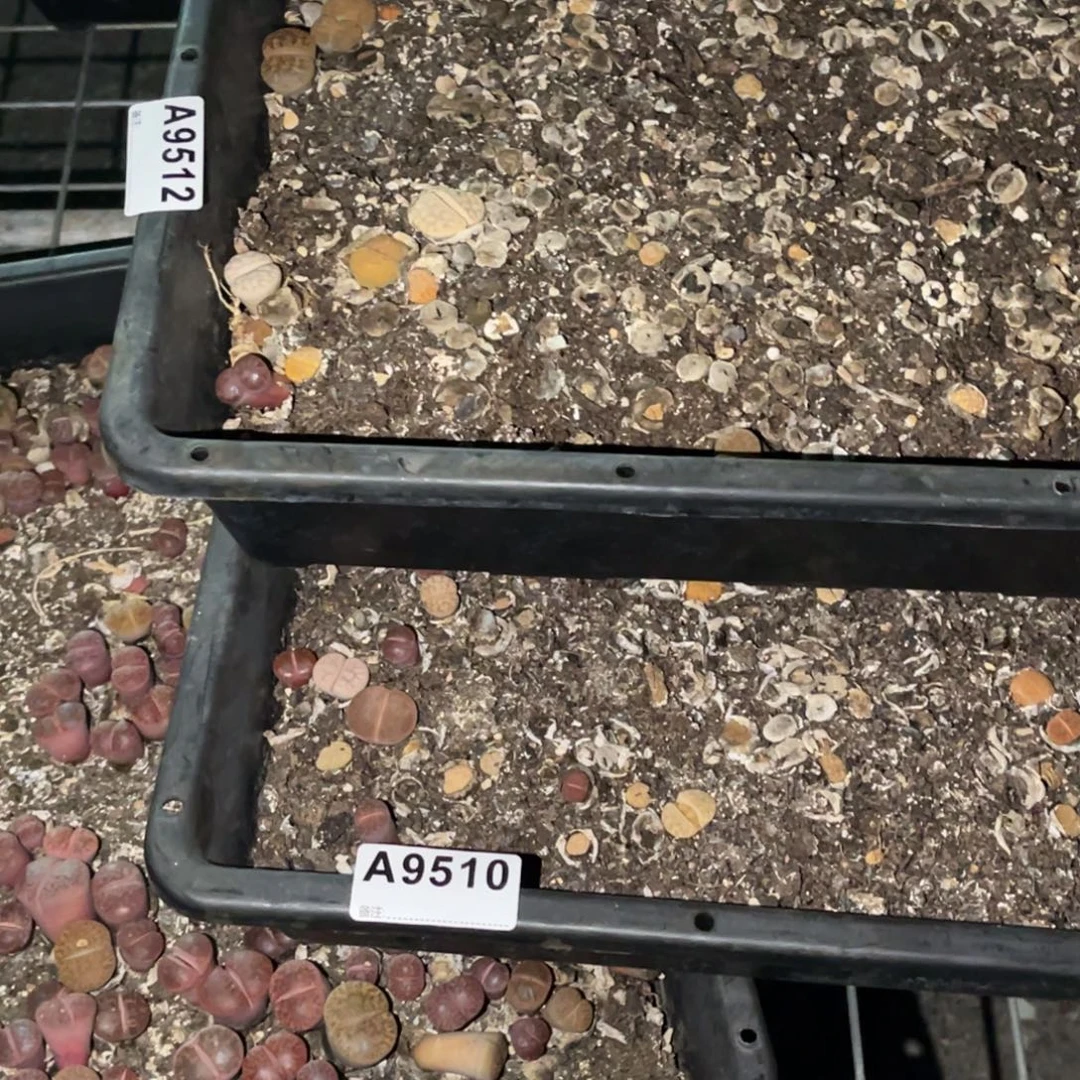 M***安9510，9512福利筐2不售后